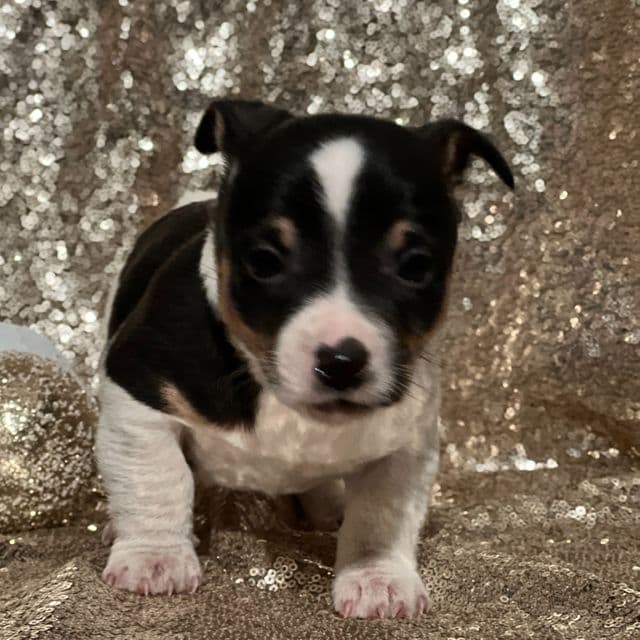 Archie - Jack Russell Terrier Male