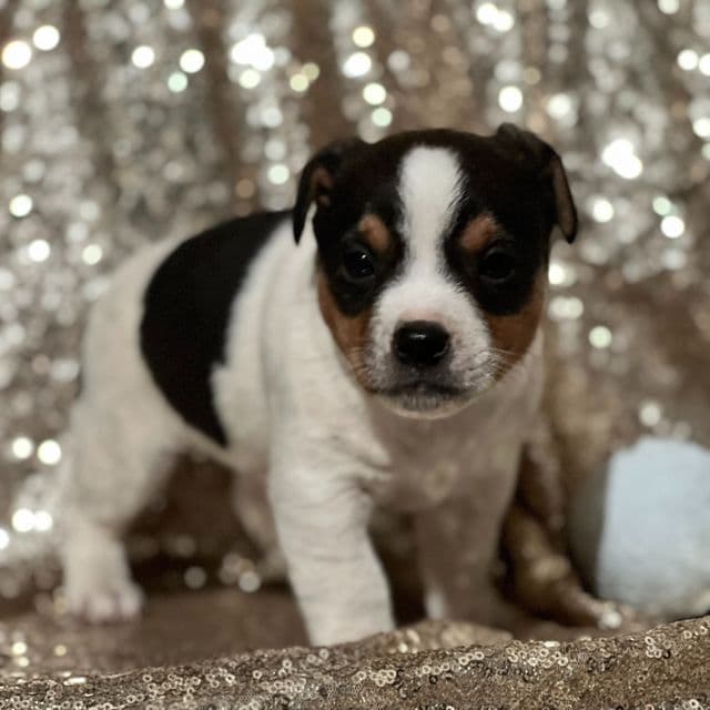 Andy - Jack Russell Terrier Male