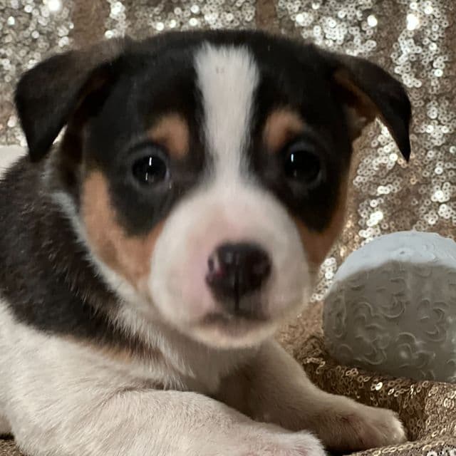 Aiden - Jack Russell Terrier Male