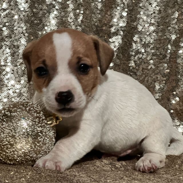 Asher - Jack Russell Terrier Male