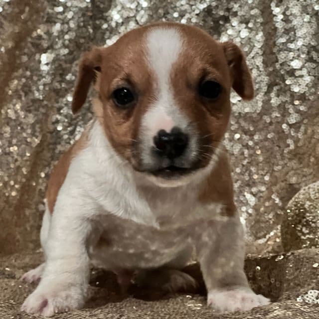 Ace - Jack Russell Terrier Male
