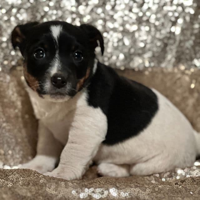 Apollo - Jack Russell Terrier Male