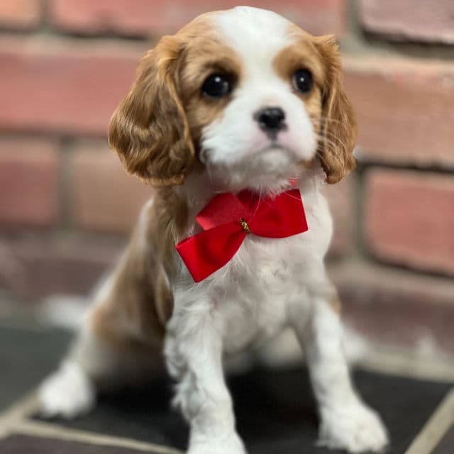 Joey - Cavalier King Charles Spaniel Male