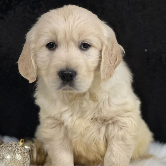 Simon - Golden Retriever Male