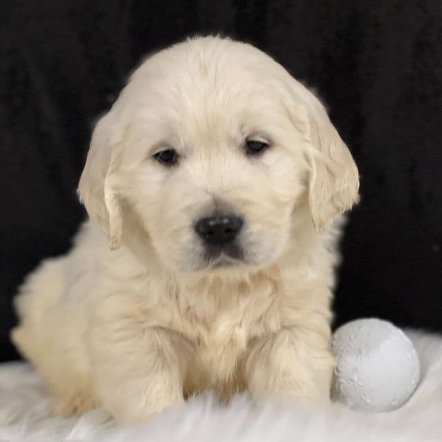 Stevie - Golden Retriever Male