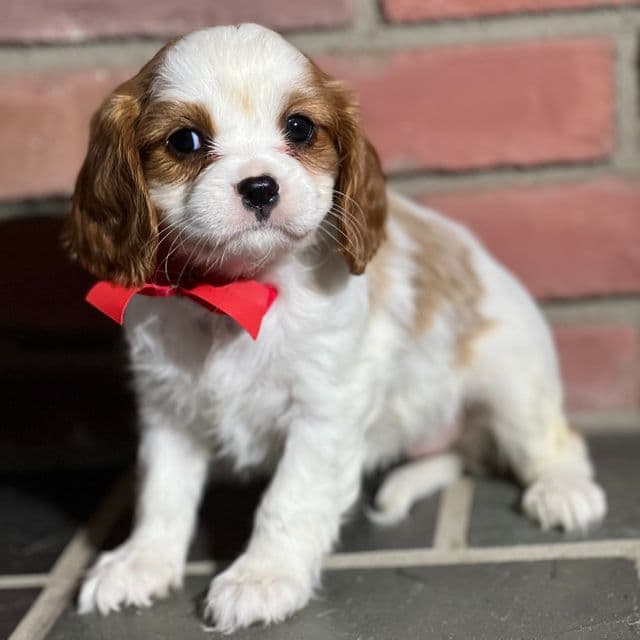 Kelly - Cavalier King Charles Spaniel Female