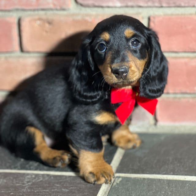 Twixie - Dachshund Female