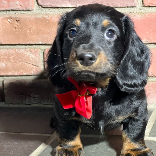 Twinkle - Dachshund Male