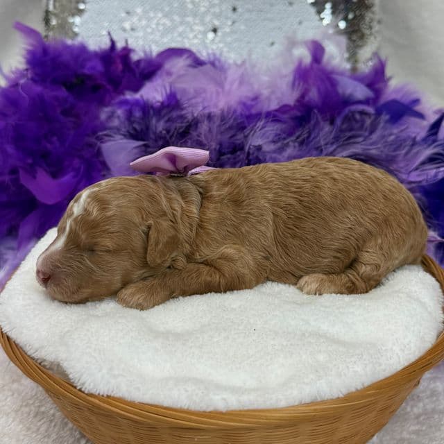 Elsa Purple Girl - Bernedoodle Female