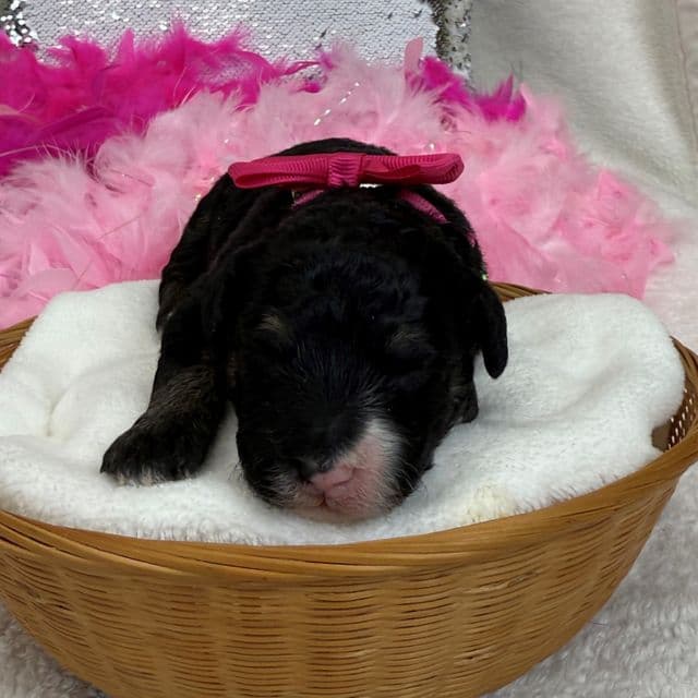 Elsa Pink Girl - Bernedoodle Female