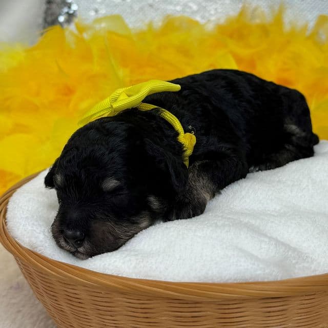 Elsa Yellow Girl - Bernedoodle Female