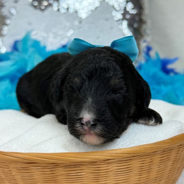 Elsa Turquoise Girl - Bernedoodle Female