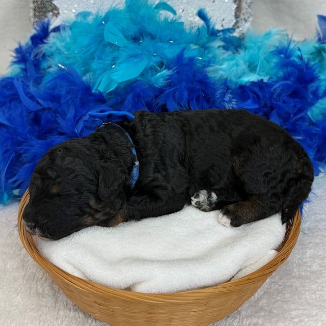 Elsa Blue Boy - Bernedoodle Male