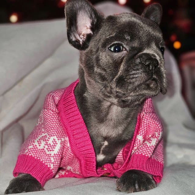 Violet - French Bulldog Female
