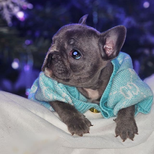 Tiny Teal - French Bulldog Female