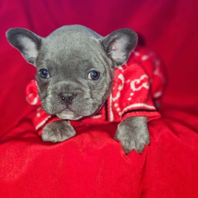 Navy - French Bulldog Male