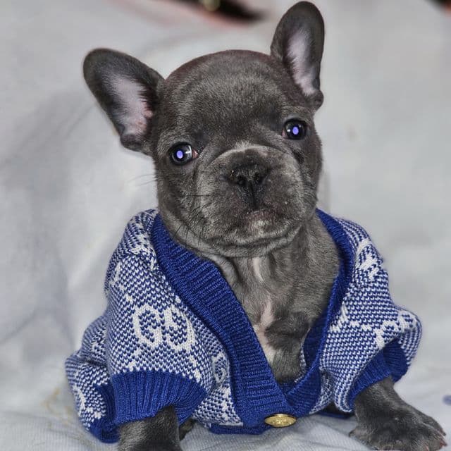 Azure - French Bulldog Male