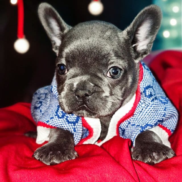 Denim - French Bulldog Male
