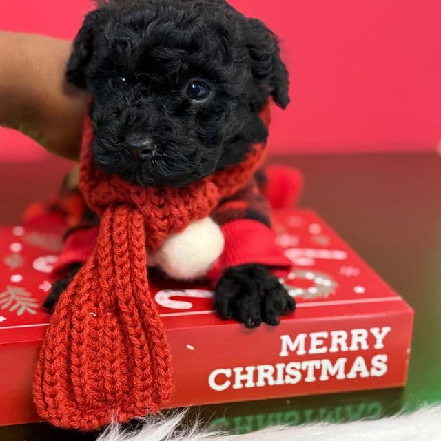 Nemo  - Toy Poodle Male