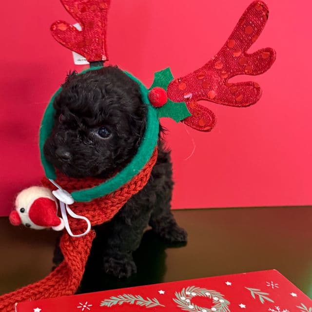 Finn - Toy Poodle Male