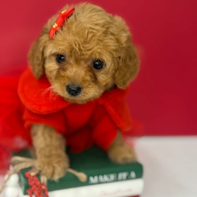 Tia  - Cockapoo Female