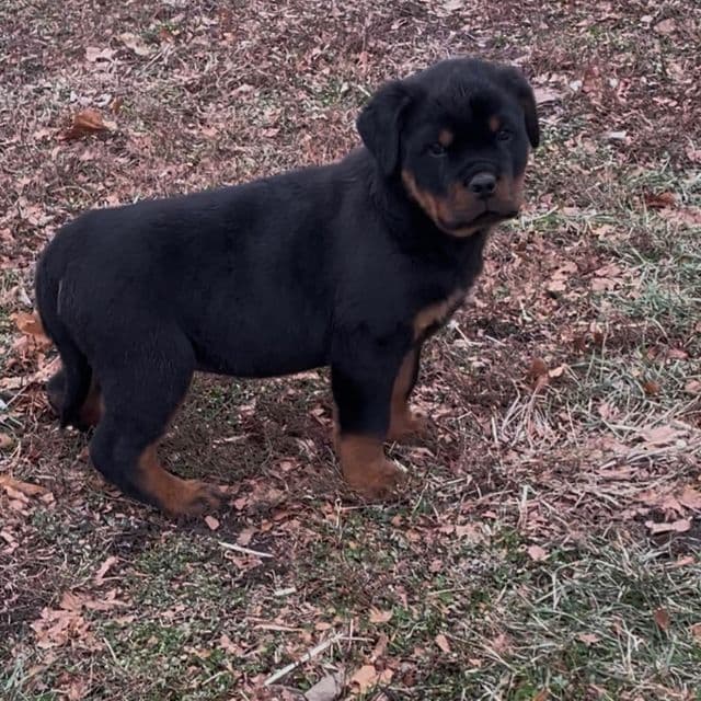 Mikey  - Rottweiler Male