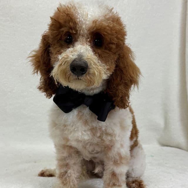 Buster - Bernedoodle Male