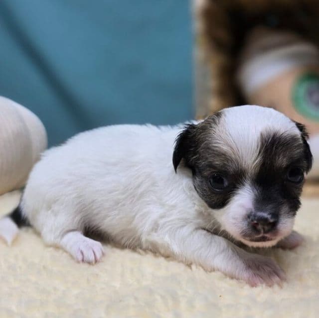 Henry - Chihuahua Male