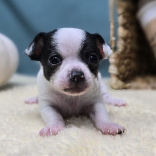 Jack - Chihuahua Male