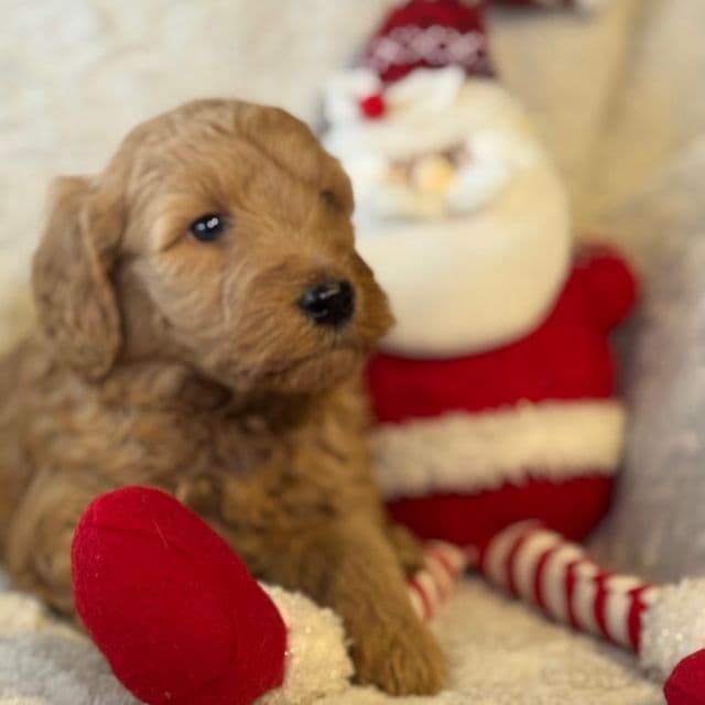 Penny - Goldendoodle Female