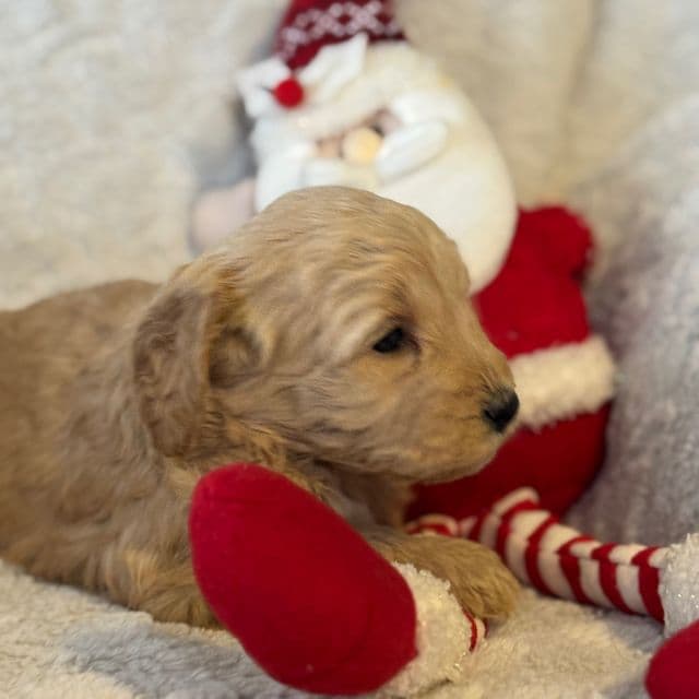 Bear - Goldendoodle Male
