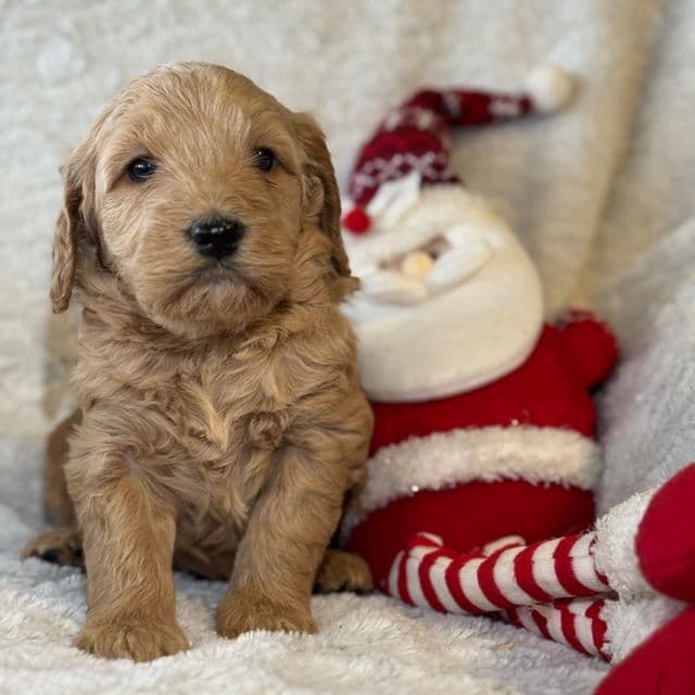 Charlie - Goldendoodle Male
