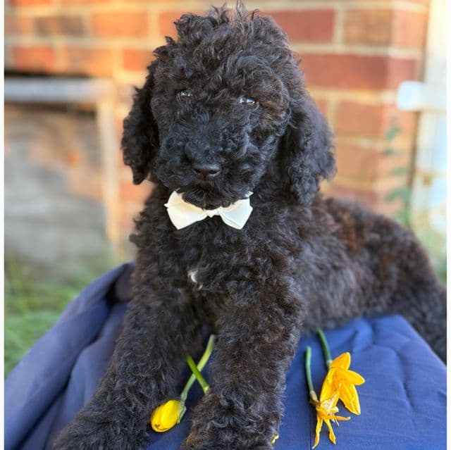 Prince Charming  - Standard Poodle Male