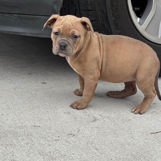 Girl #2 - American Bully Female