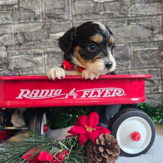 Prince  - Aussalier Male