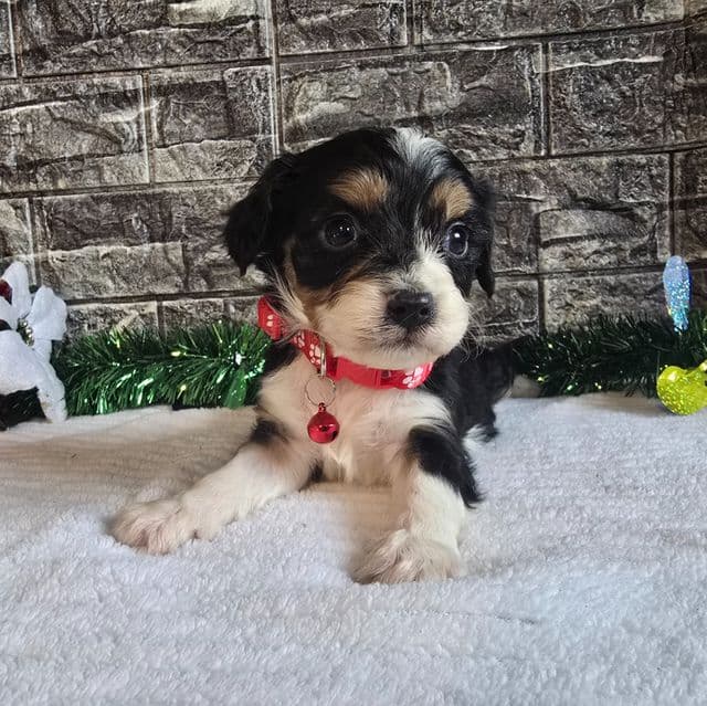 Prince  - Aussalier Male