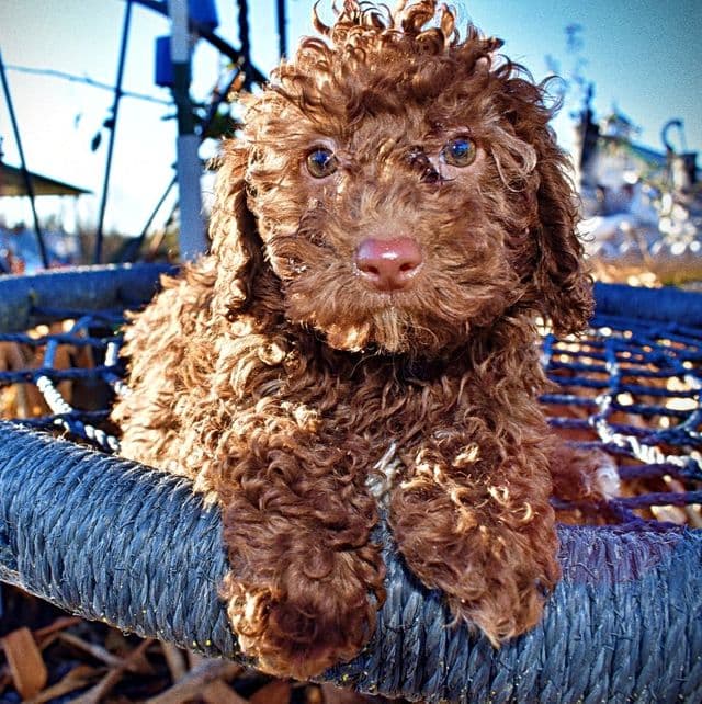 Scooby - Havapoo Male