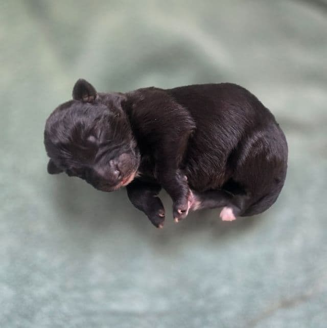 Starlight - Mudi Female