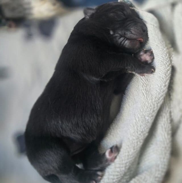 Stardust - Mudi Female