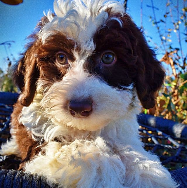 Simba - Havapoo Male