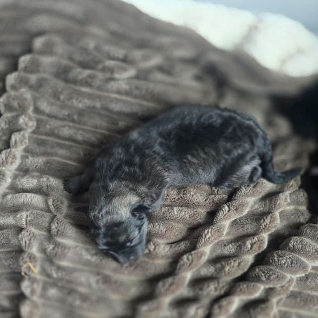 Eclipsa - Mudi Female