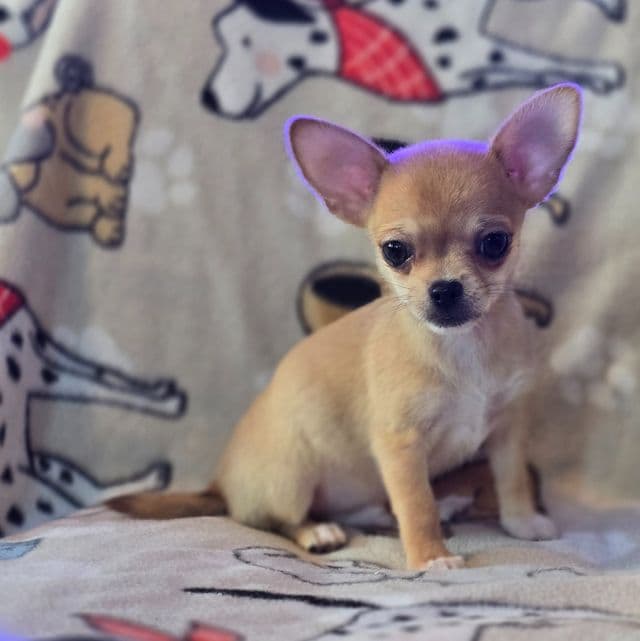 Bean - Chihuahua Male
