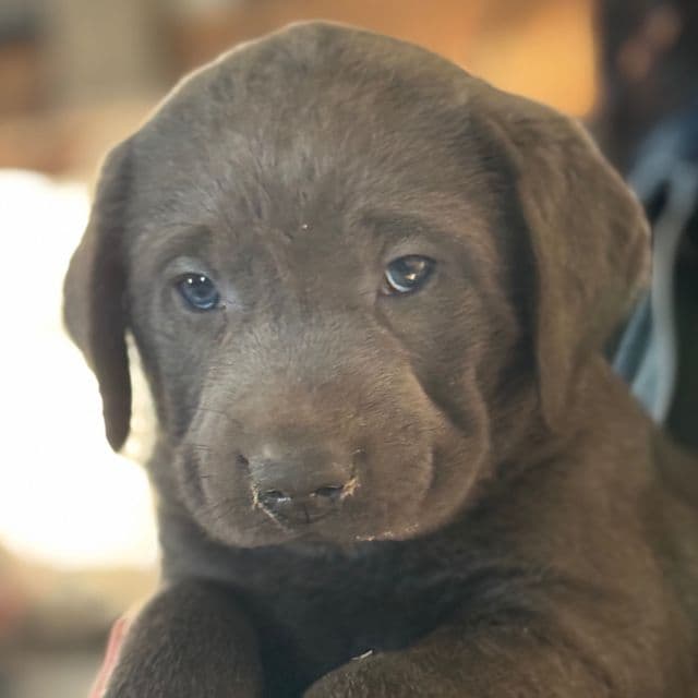 Stella - Labrador Retriever Female