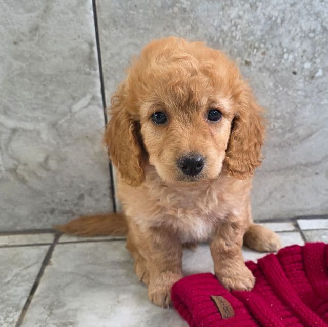 F1b miniature Toast - Goldendoodle Female