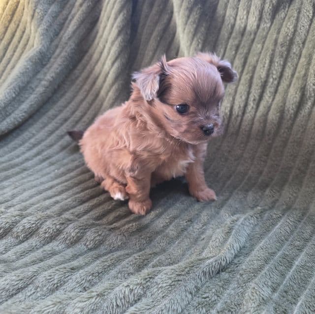 Tommy - Pomapoo Male