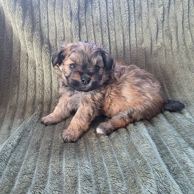 Sadie - Pomapoo Female