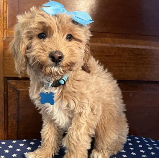 Alice - Goldendoodle Female