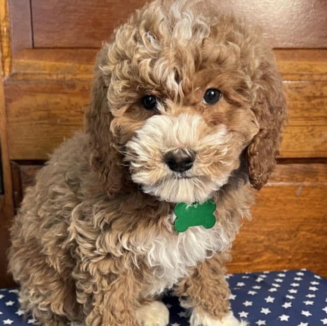 Jagger (Mini) - Goldendoodle Male