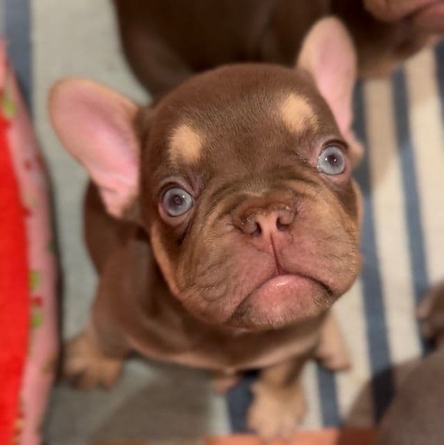 Buddy The III - French Bulldog Male