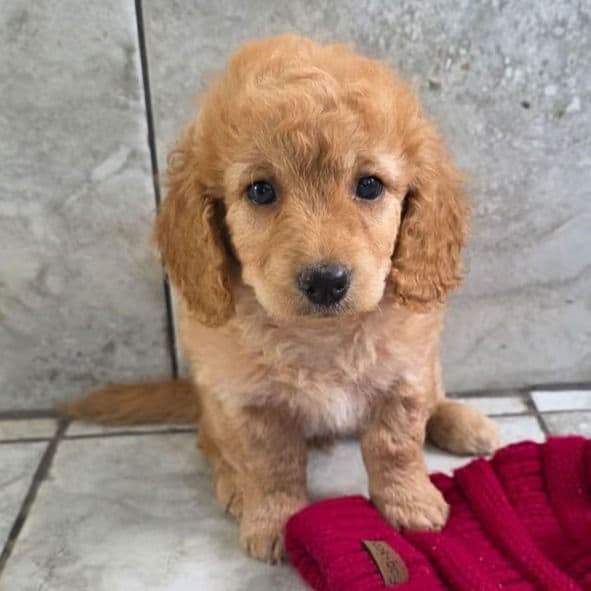 F1b miniature Toast - Goldendoodle Female